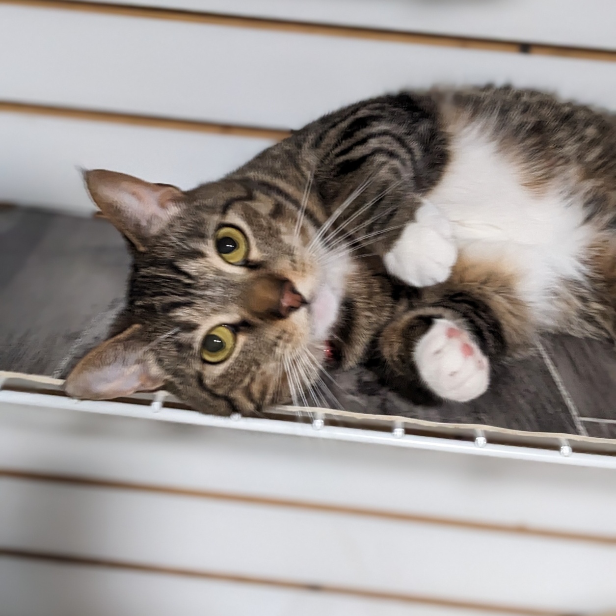 Enlarge Winchester, an adopted mixed breed in Shippenville, PA image 5/6