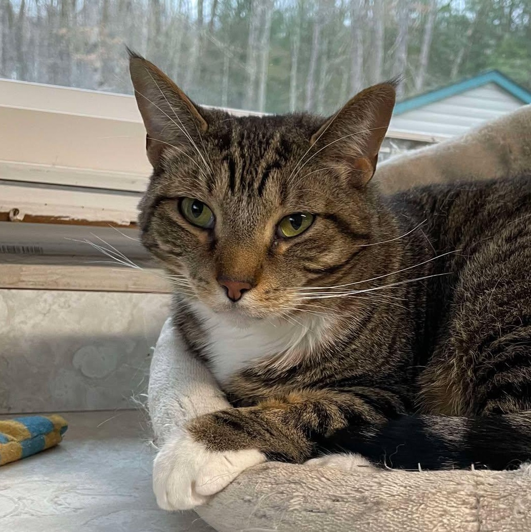 Enlarge Winchester, an adopted mixed breed in Shippenville, PA image 6/6