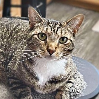 Enlarge Winchester, an adopted mixed breed in Shippenville, PA image 1/6