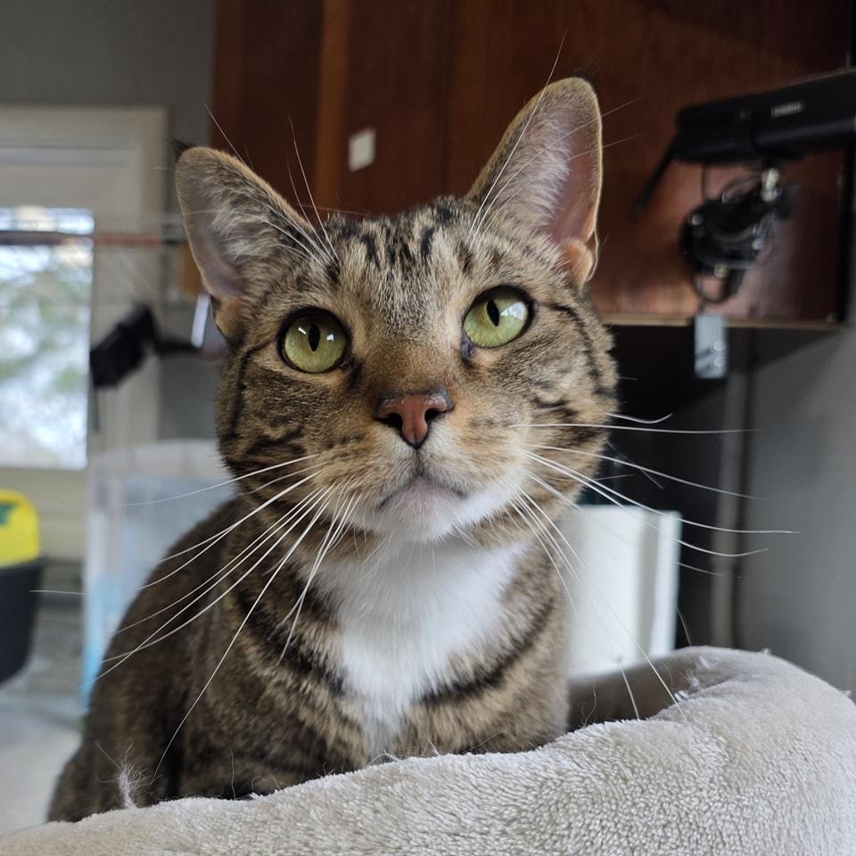 Enlarge Winchester, an adopted mixed breed in Shippenville, PA image 2/6