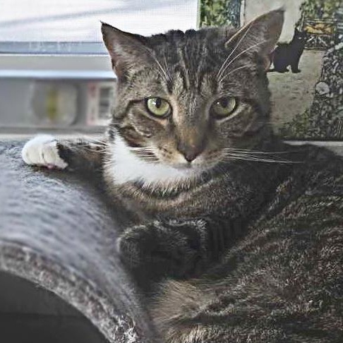 Enlarge Winchester, an adopted mixed breed in Shippenville, PA image 4/6