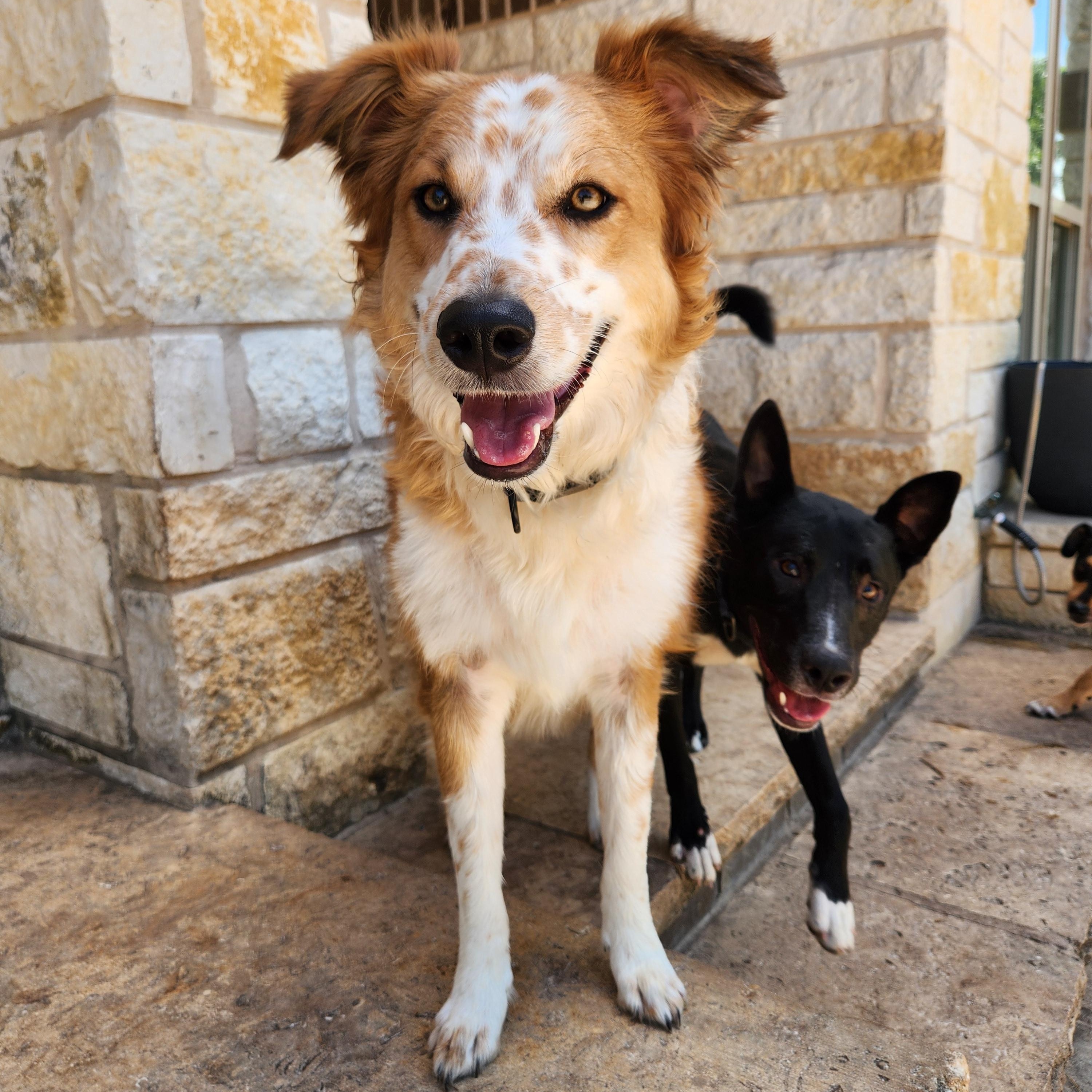 Enlarge Freckles, a Adopted mixed breed in Killeen, TX image 2/4