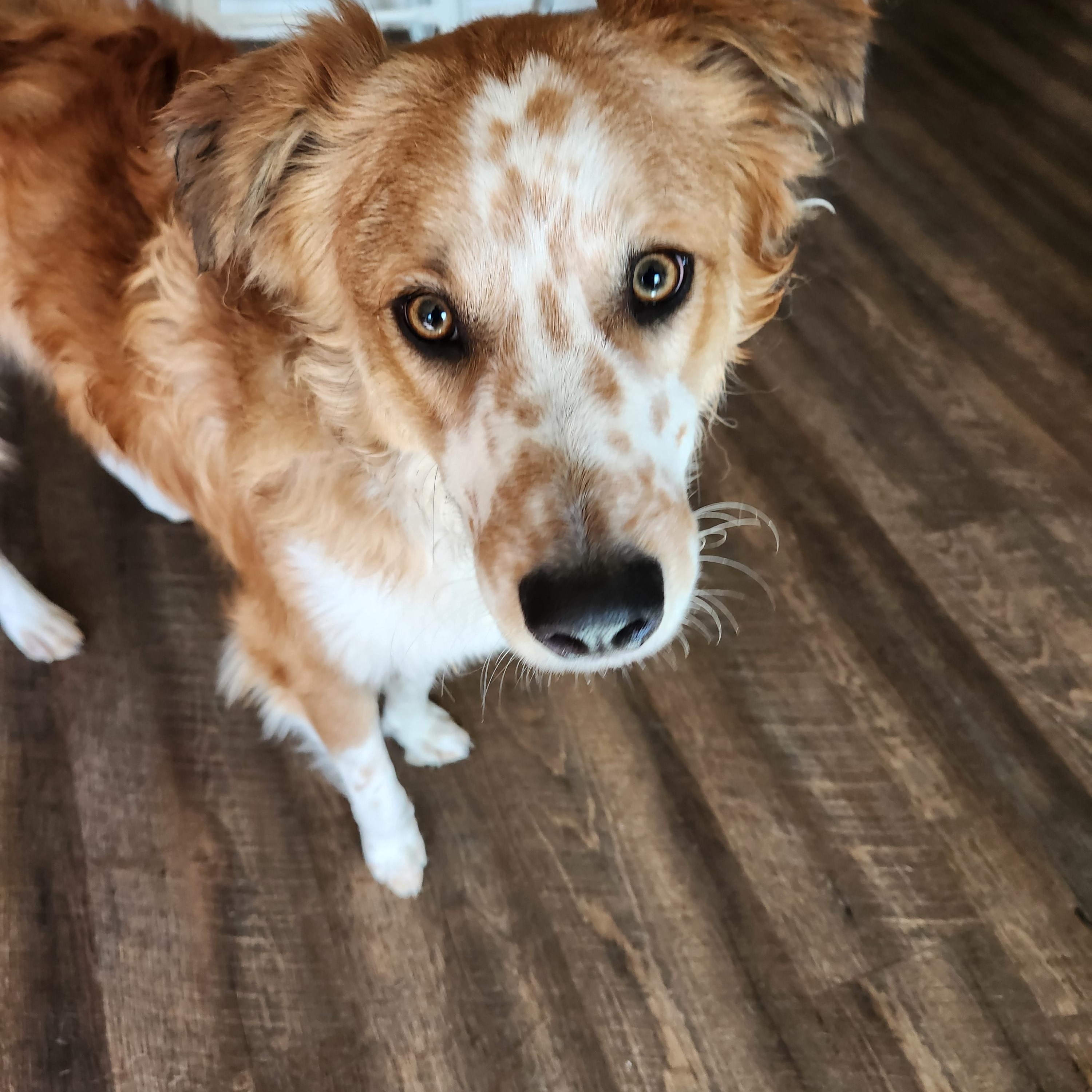Enlarge Freckles, a Adopted mixed breed in Killeen, TX image 4/4