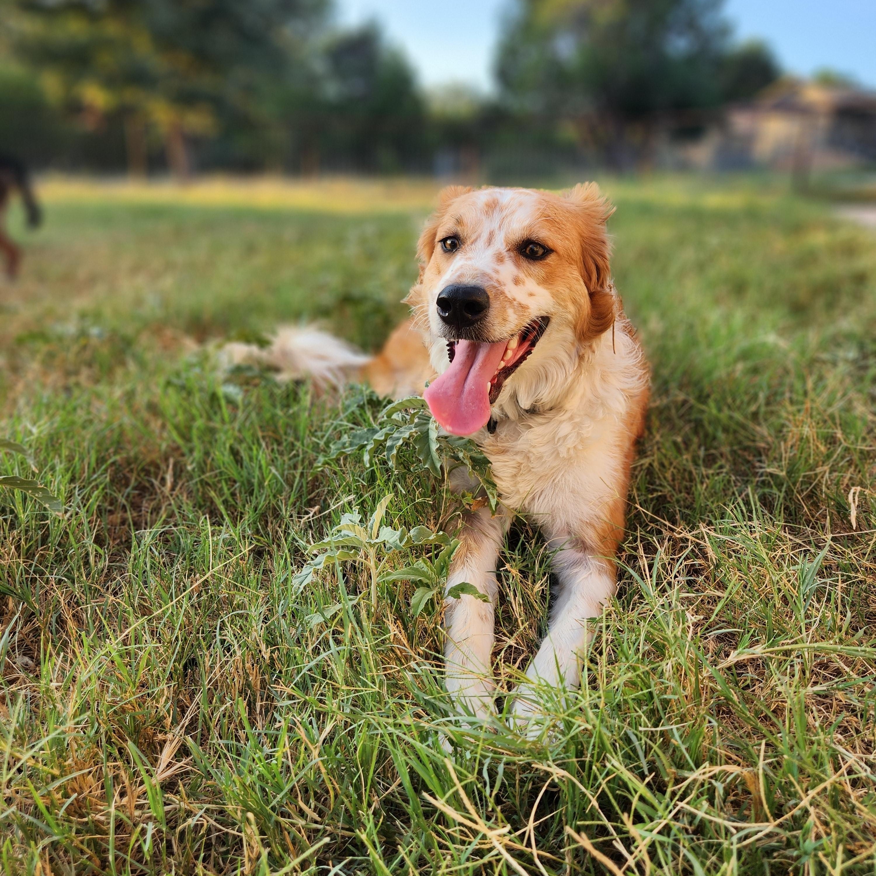 Freckles, Adopted, Young Male Border Collie & Australian Cattle Dog / Blue Heeler.