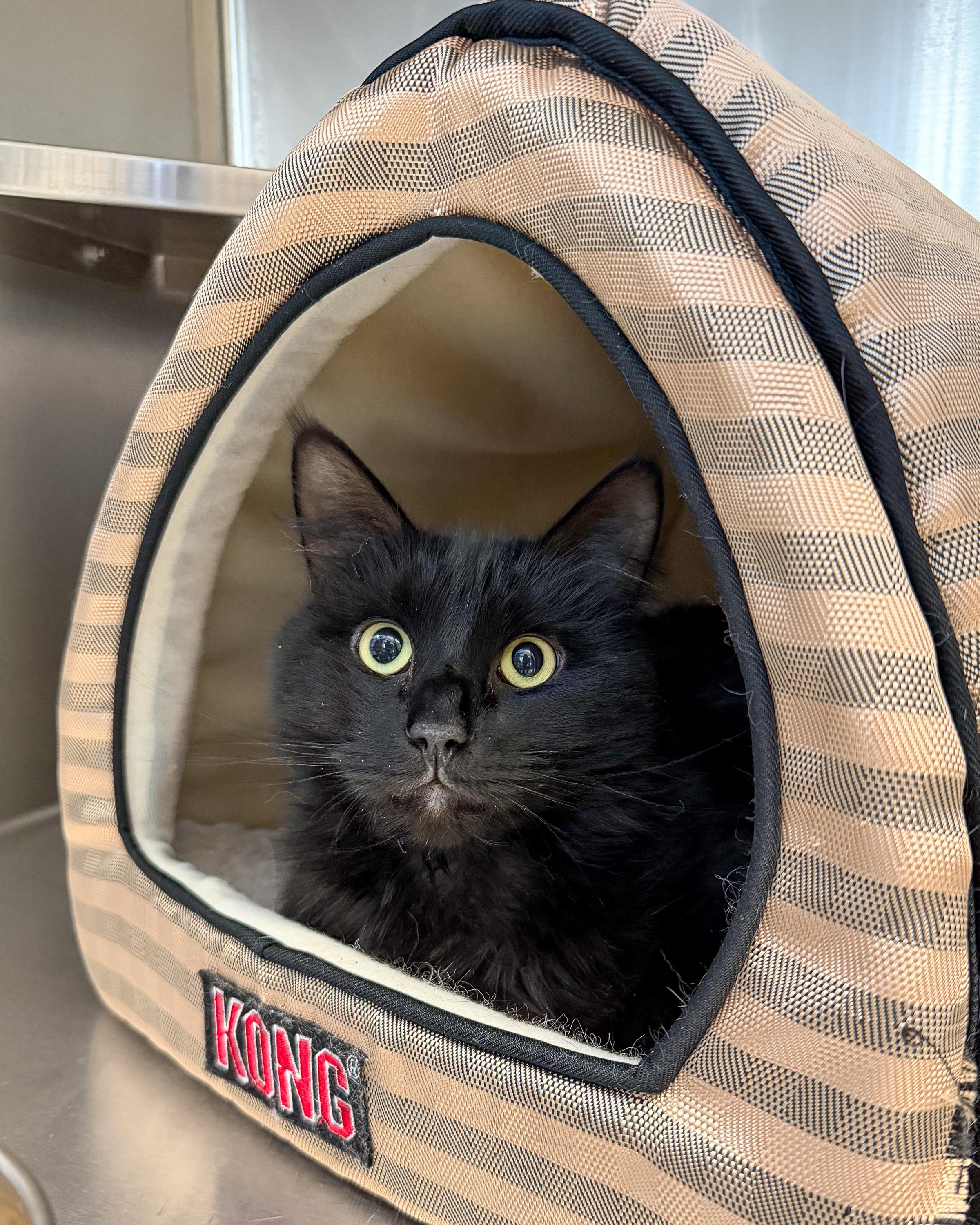 Boo, adopted, Adult Female American Shorthair.