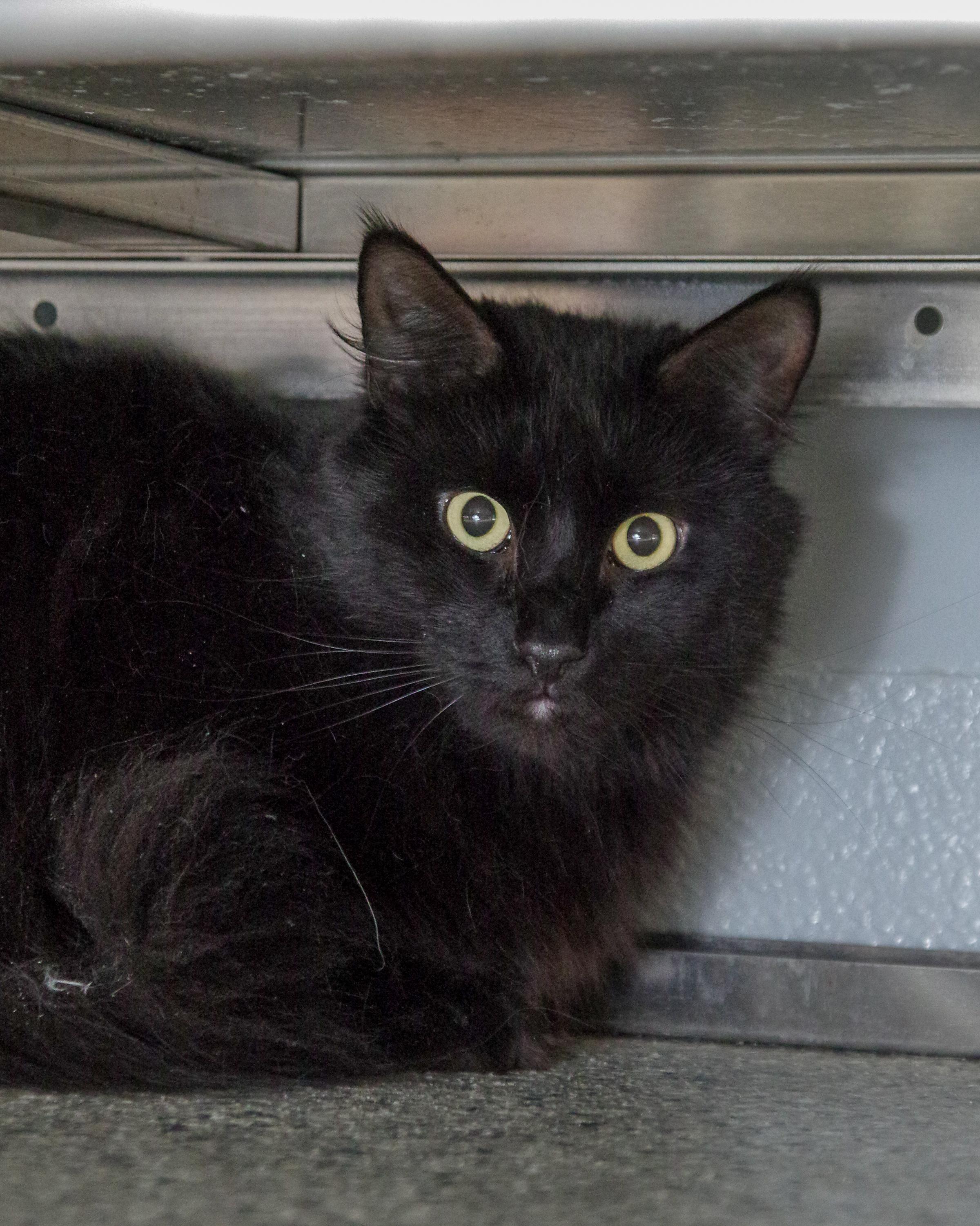 Enlarge Boo, an adopted American Shorthair in Scituate, MA image 2/2