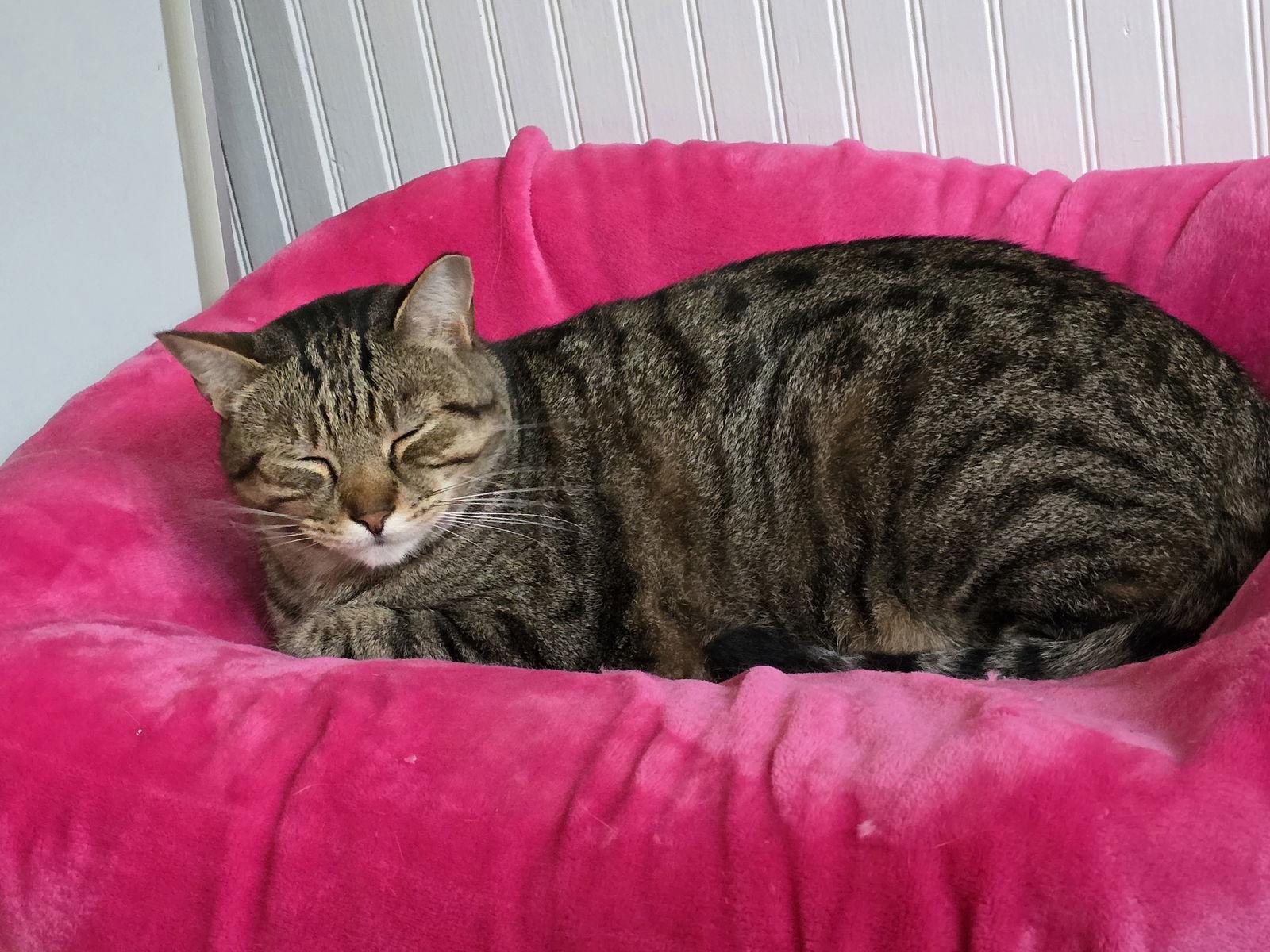 Dean, Adoptable, Adult Male Tabby.