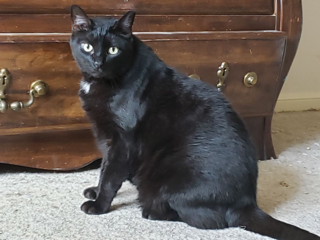 Enlarge Julian, a Adoptable Domestic Short Hair in Houston, TX image 9/12