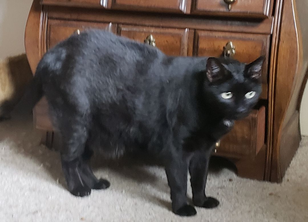 Enlarge Julian, a Adoptable Domestic Short Hair in Houston, TX image 10/12