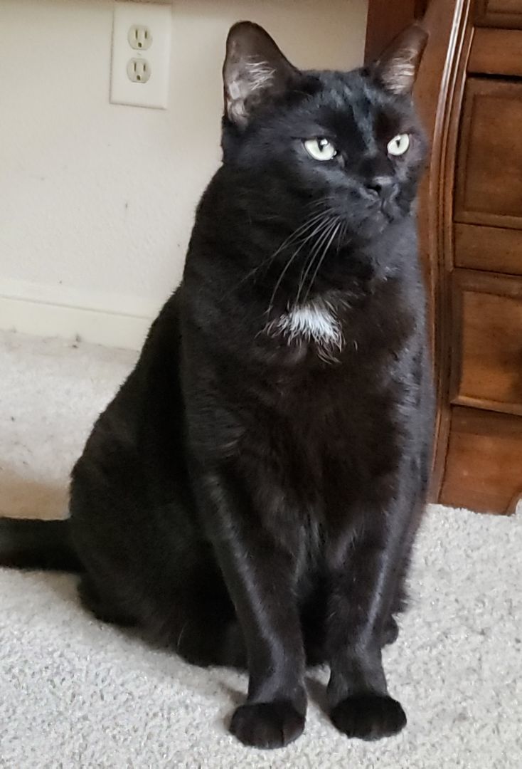 Julian, a Adoptable Domestic Short Hair in Houston, TX image 1/12