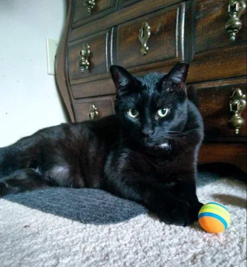 Enlarge Julian, a Adoptable Domestic Short Hair in Houston, TX image 8/12