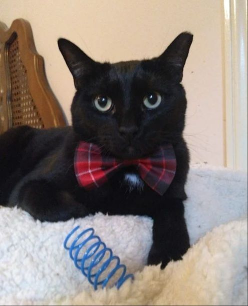 Enlarge Julian, a Adoptable Domestic Short Hair in Houston, TX image 12/12