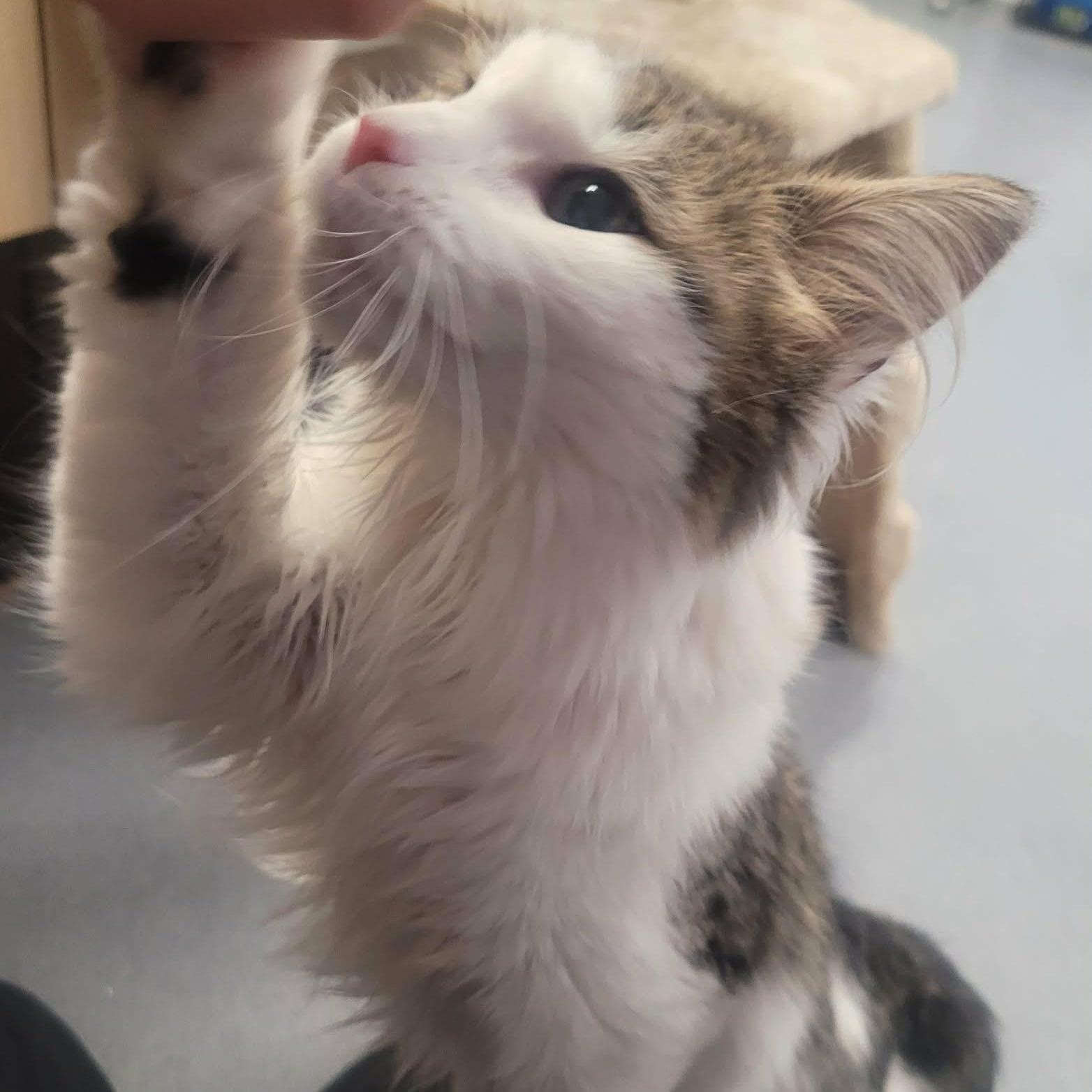 Enlarge Pookie, a ADOPTABLE Domestic Medium Hair in Andover, CT image 4/6