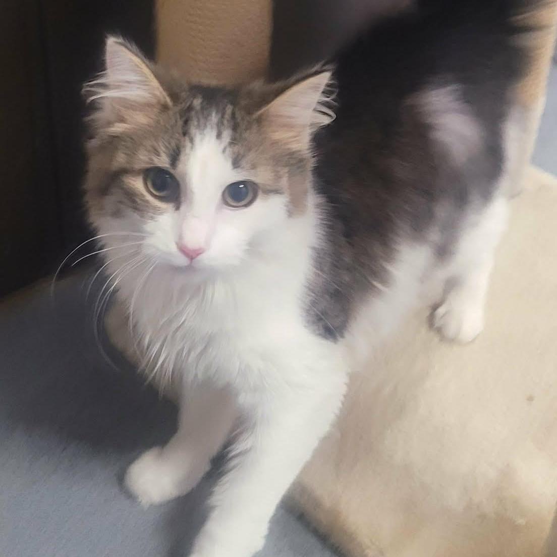 Pookie, ADOPTABLE, Young Female Domestic Medium Hair.