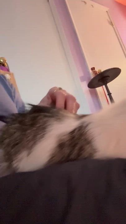 Enlarge Pookie, a ADOPTABLE Domestic Medium Hair in Andover, CT video 3/6