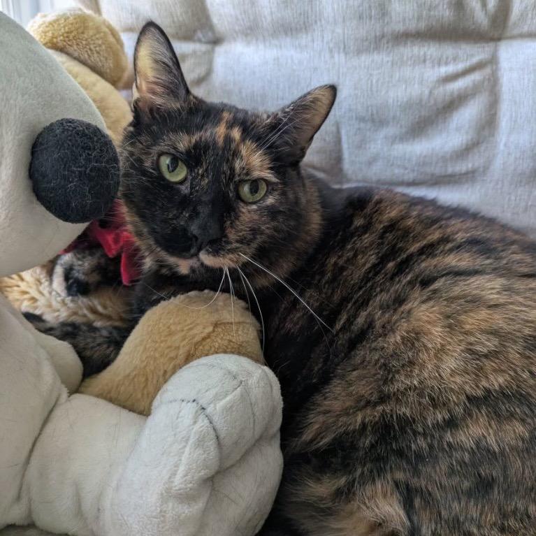 Enlarge Marcie, a Adoptable mixed breed in New York, NY image 4/4