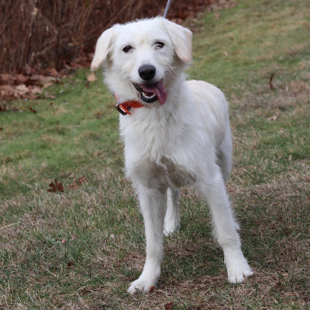 Enlarge CT Sunny (Foster in Tolland, CT), a Adoptable mixed breed in Eastford, CT image 1/6