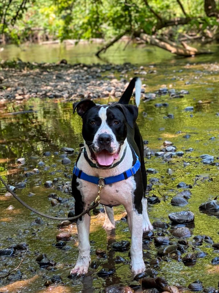 Jerold, Adoptable, Adult Male Pit Bull Terrier & Shar-Pei.