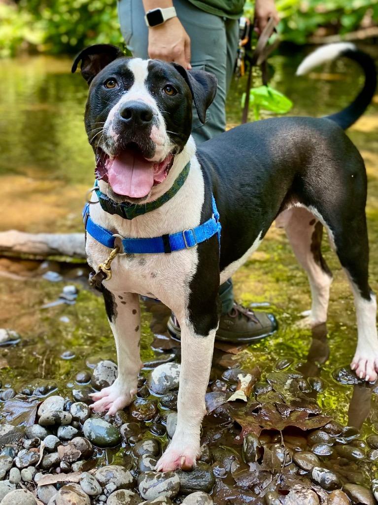 Enlarge Jerold, a Adoptable mixed breed image 2/6