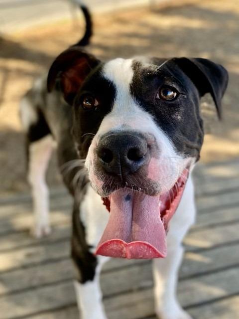 Enlarge Jerold, a Adoptable mixed breed image 3/6