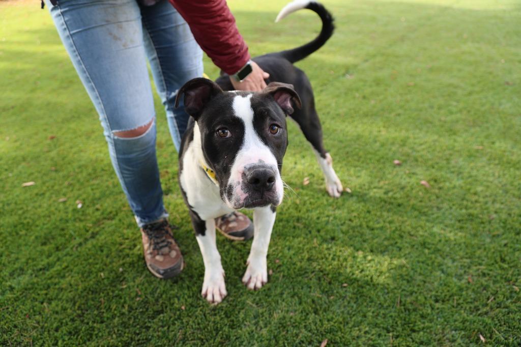 Enlarge Jerold, a Adoptable mixed breed image 4/6
