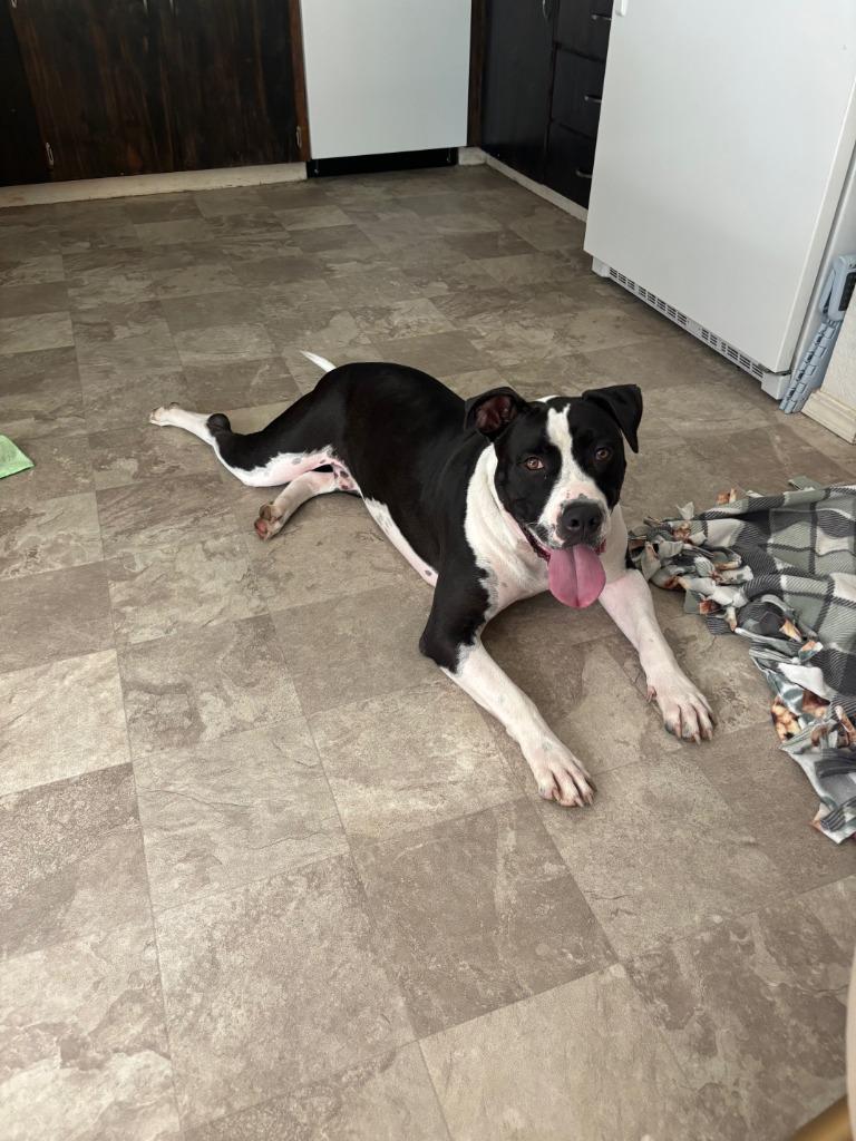 Enlarge Jerold, a Adoptable mixed breed in Chico, CA image 5/6