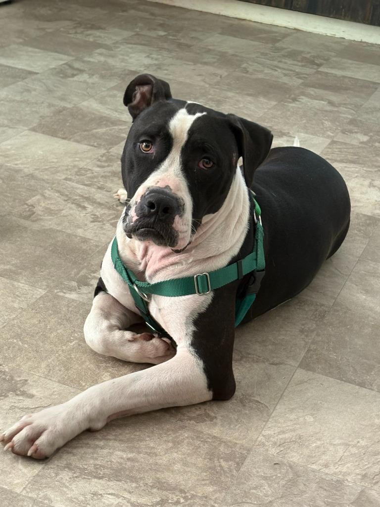 Enlarge Jerold, a Adoptable mixed breed image 5/6