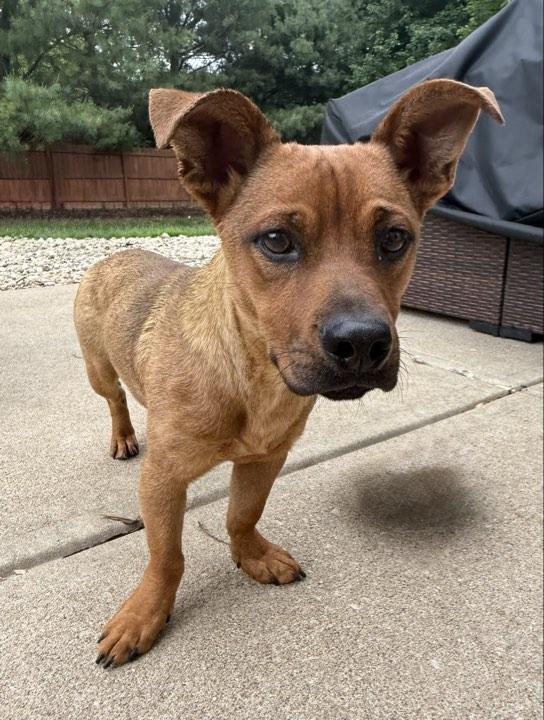 Pumbaa, a ADOPTABLE Mixed Breed in Indianapolis, IN image 5/5
