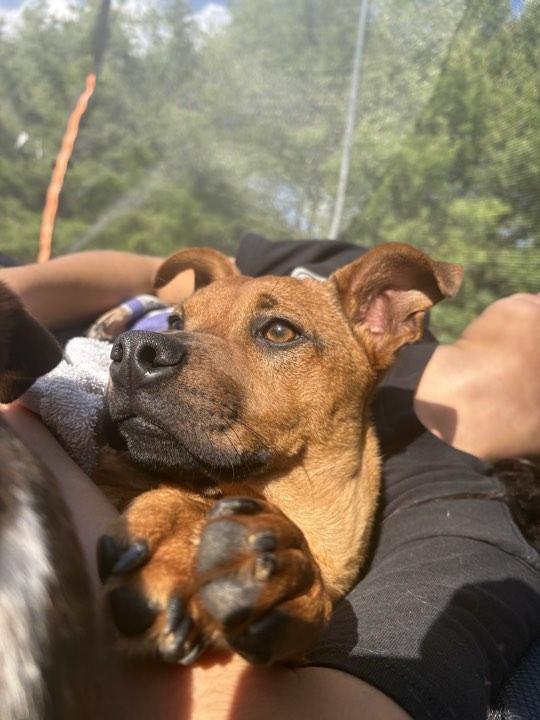 Pumbaa, a ADOPTABLE Mixed Breed in Indianapolis, IN image 2/5