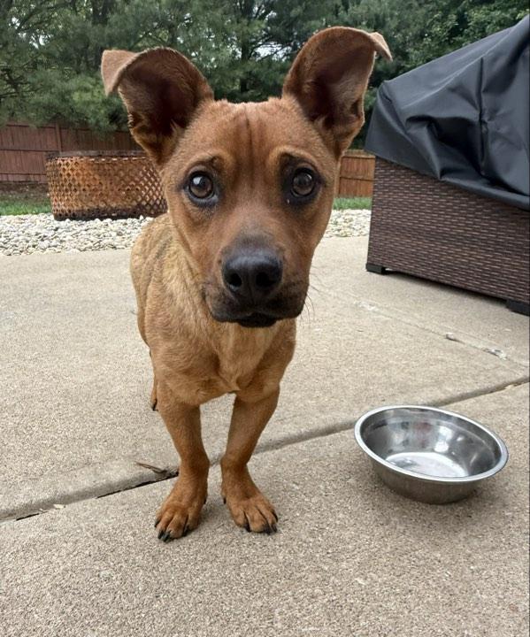 Pumbaa, a ADOPTABLE Mixed Breed in Indianapolis, IN image 1/5