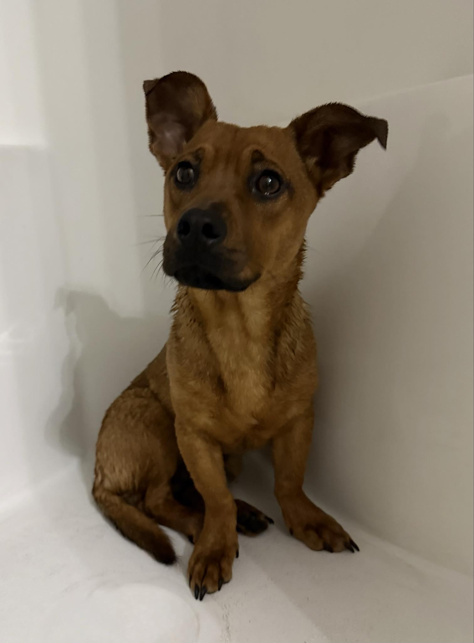 Pumbaa, a ADOPTABLE Mixed Breed in Indianapolis, IN image 4/5