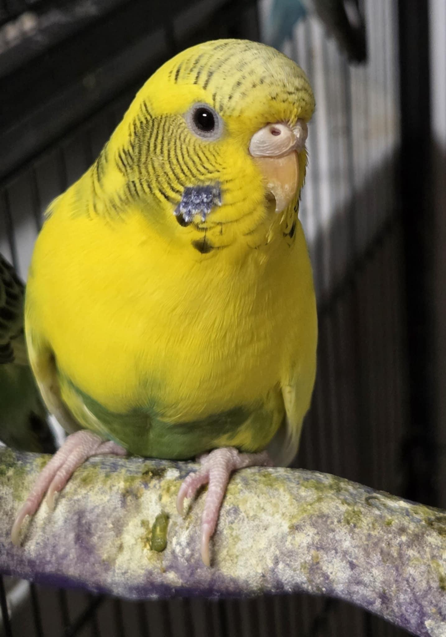 Pepper, Adult Female unknown