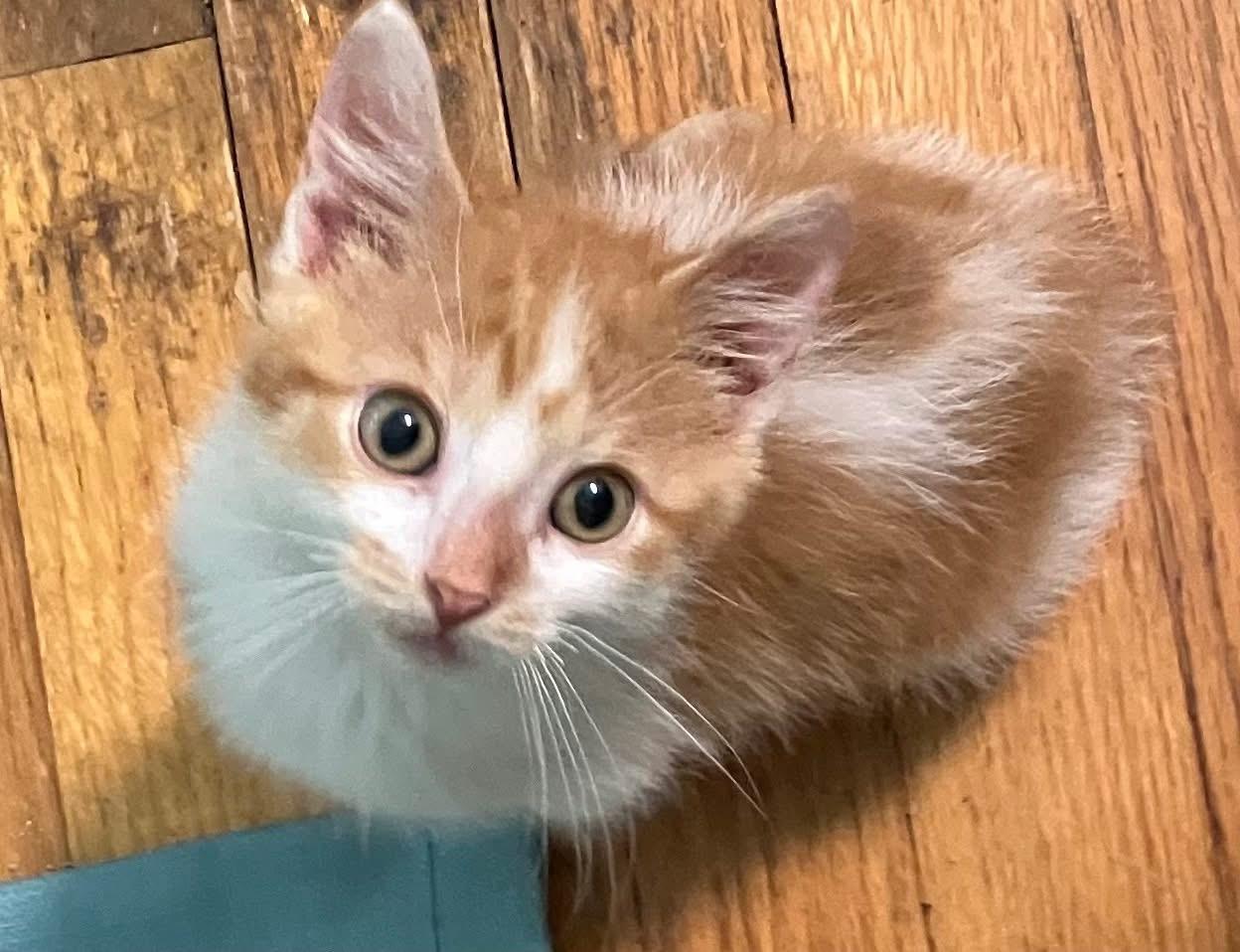 Milo, adopted, Kitten Male Domestic Short Hair.