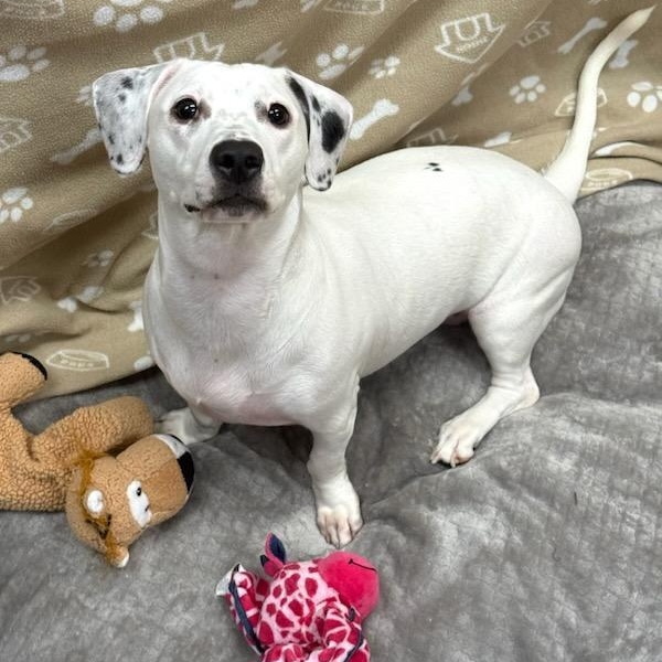 Enlarge Maisie, a Adopted Mixed Breed in Greensburg, PA image 5/6
