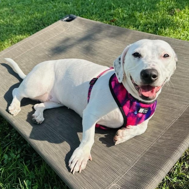 Enlarge Maisie, a Adopted Mixed Breed in Greensburg, PA image 6/6