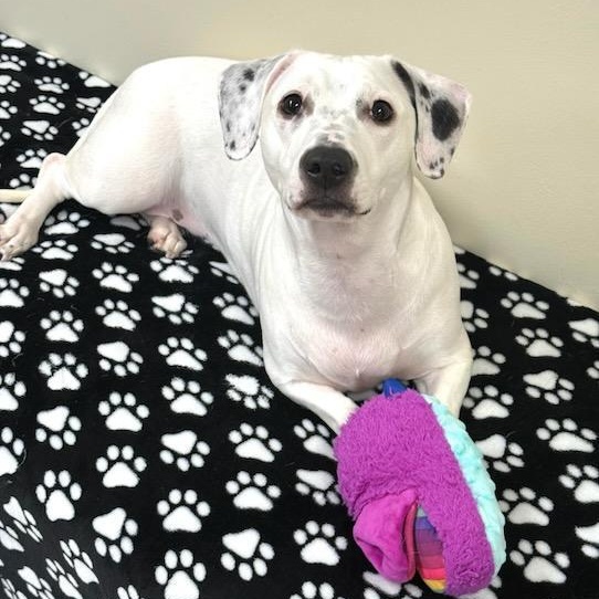Enlarge Maisie, a Adopted Mixed Breed in Greensburg, PA image 2/6