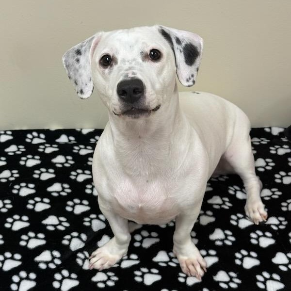 Enlarge Maisie, a Adopted Mixed Breed in Greensburg, PA image 4/6