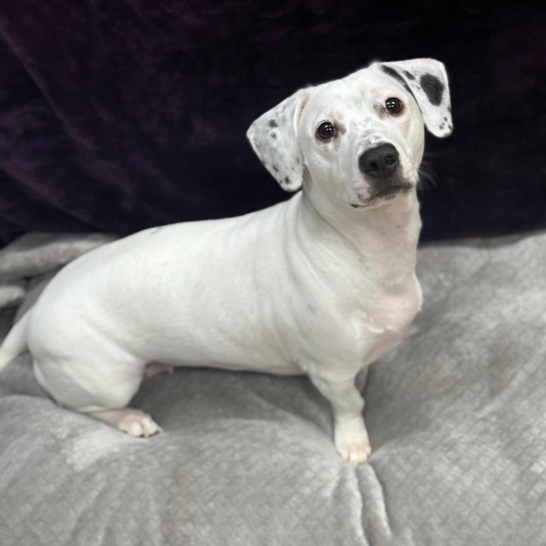 Enlarge Maisie, a Adopted Mixed Breed in Greensburg, PA image 3/6