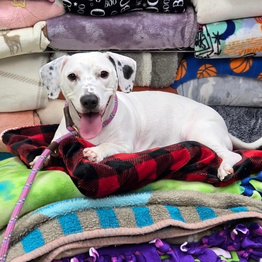 Maisie, Adopted, Adult Female Mixed Breed.