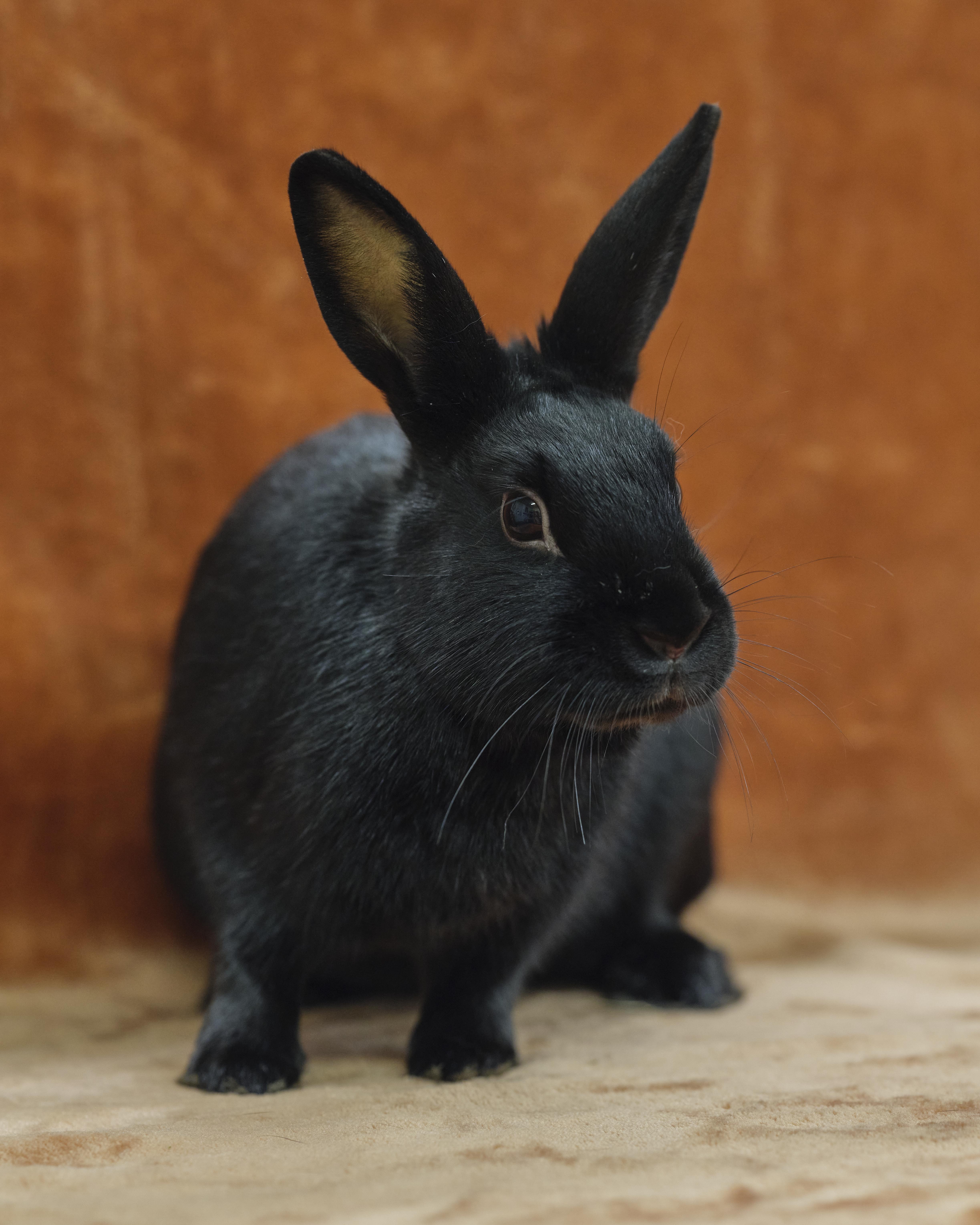 Jace (Waukesha area foster home), Adoptable, Young Male Havana.