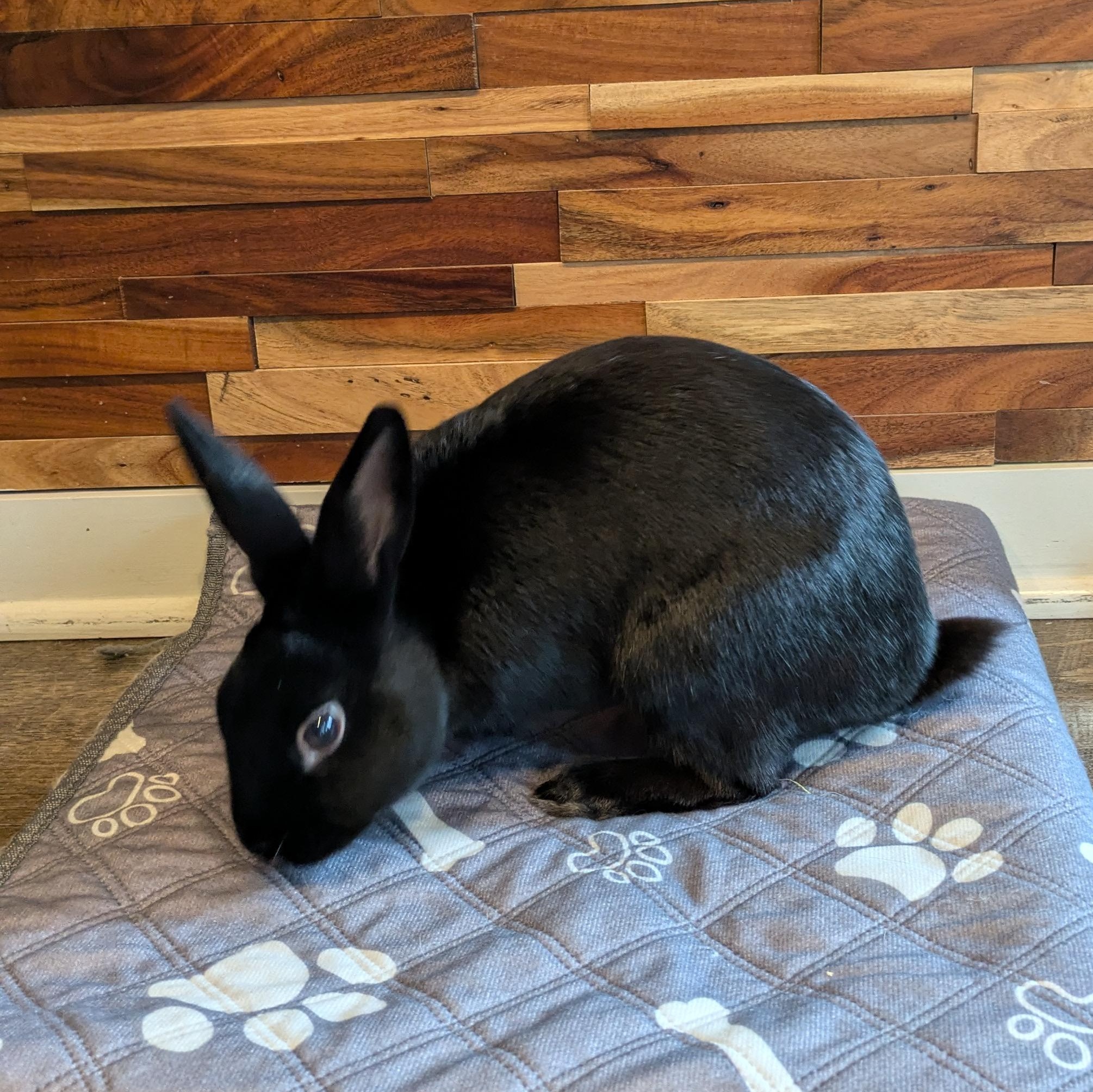 Jace (Waukesha area foster home), a Adoptable Havana in Deerfield, WI image 2/6