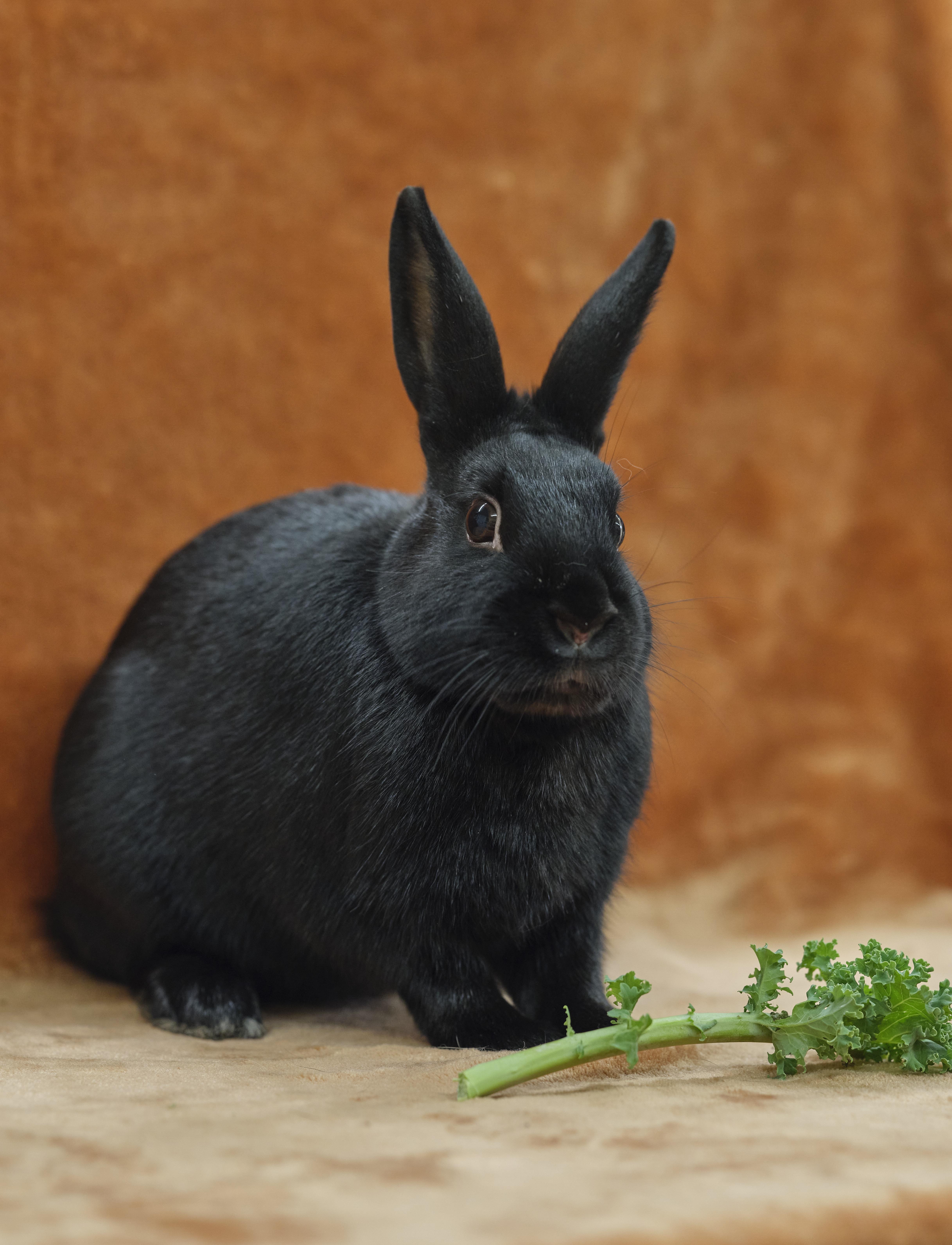 Jace (Waukesha area foster home), adopted, Young Male Havana.