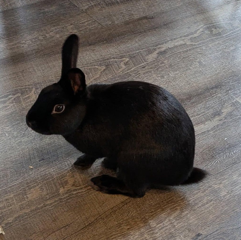 Jace (Waukesha area foster home), a Adoptable Havana in Deerfield, WI image 4/6