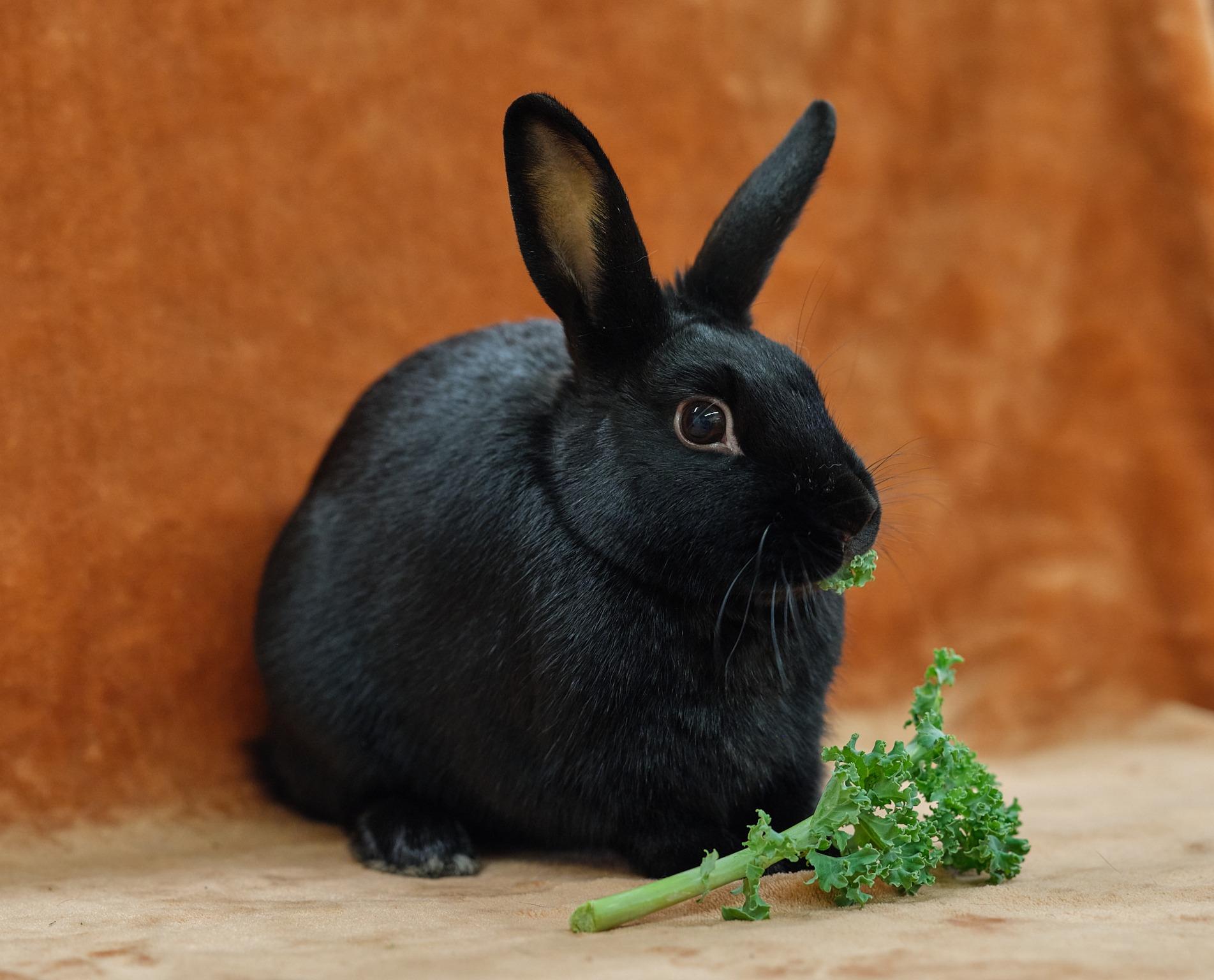 Jace (Waukesha area foster home), a Adoptable Havana in Deerfield, WI image 5/6