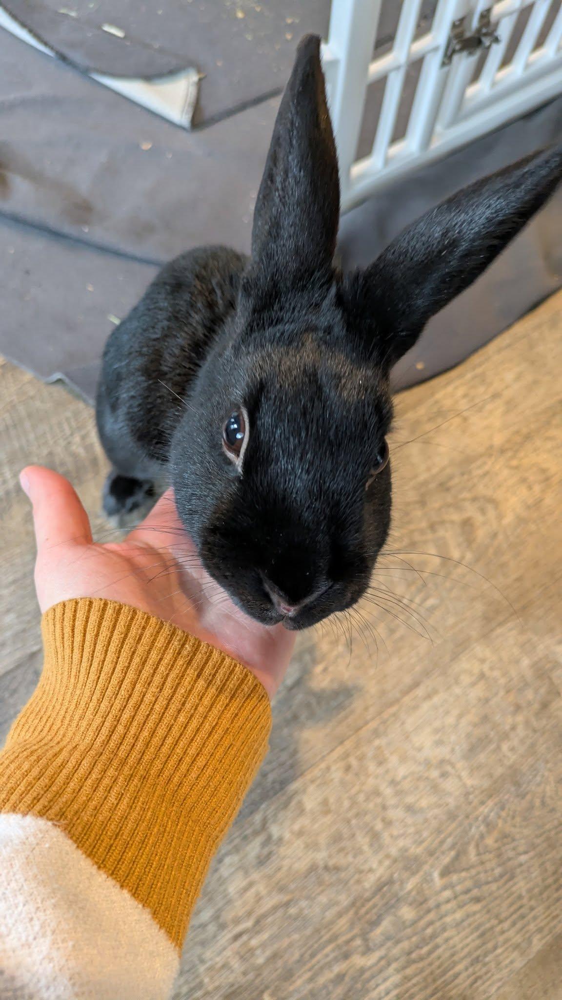 Jace (Waukesha area foster home), a Adoptable Havana in Deerfield, WI image 6/6