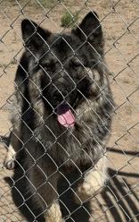 Yogi, ADOPTABLE, Adult Male German Shepherd Dog.