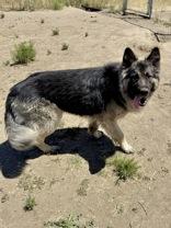 Enlarge Yogi, a ADOPTABLE German Shepherd Dog in Madras, OR image 4/4