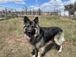 Enlarge Yogi, a ADOPTABLE German Shepherd Dog in Madras, OR image 2/4