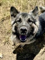 Enlarge Yogi, a ADOPTABLE German Shepherd Dog in Madras, OR image 3/4