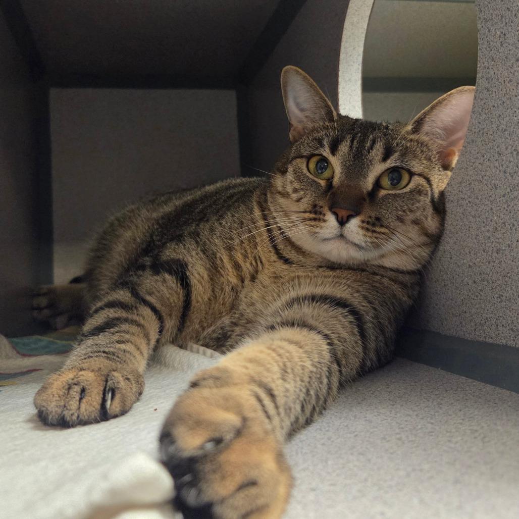 Pharoh, Adoptable, Adult Female Domestic Short Hair.